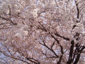 春・桜・お花見のフリー写真素材・無料画像011_original